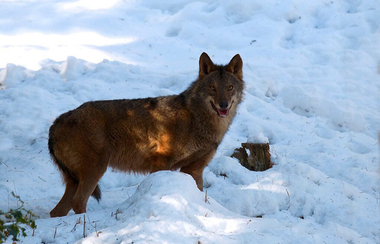 LOBO IBÉRICO (Canis lupus signatus) :: Lacuniacha - Tu parque faunístico en  Los Pirineos