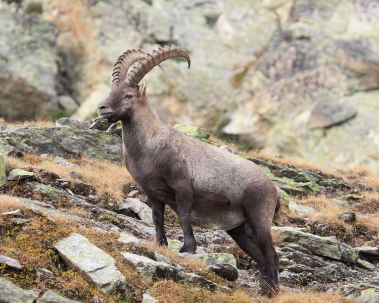 Ibex alpino en Lacuniacha